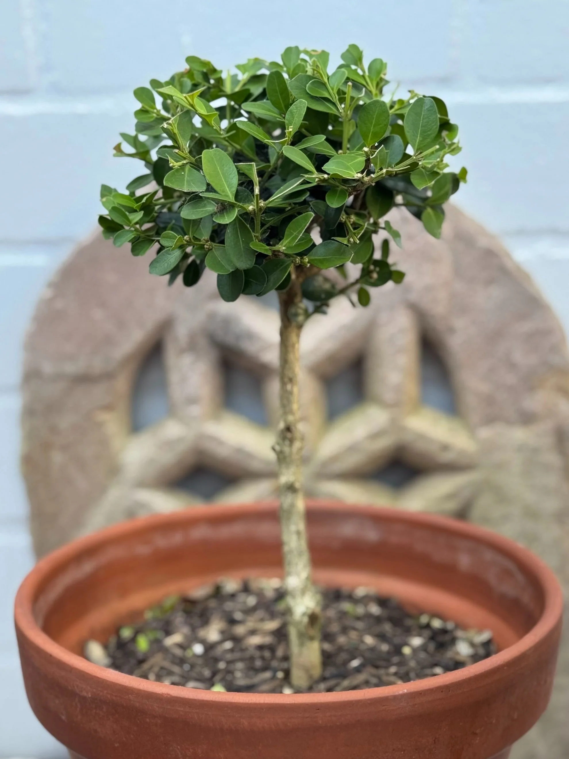 Mini Japanese Box Lollipop Topiary
