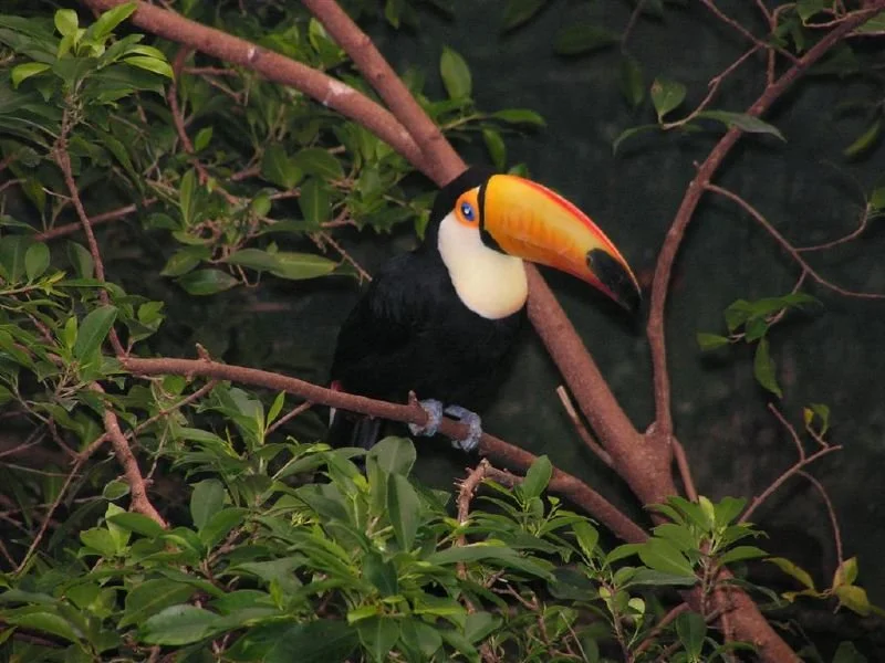 Toucan perched on a tree branch amid green leaves.