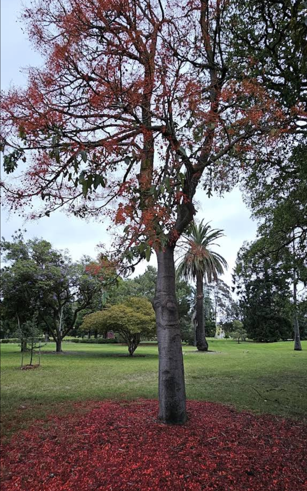 Tree with reddish leaves and a thick trunk in a park with green grass and other trees in the background, in Caulfield Park, Caulfield North, Melbourne.