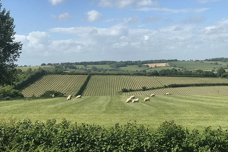 Charles Palmer Vineyards