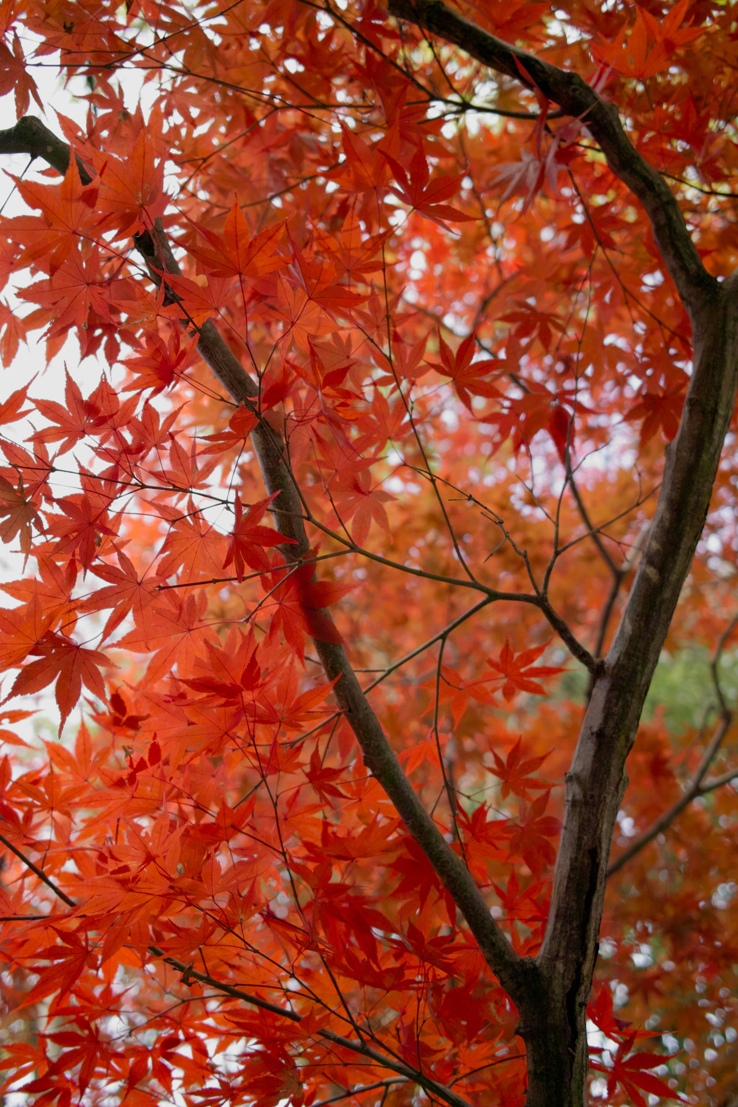 takemaru-hirai-rrViUlP0Huo-unsplash.jpg