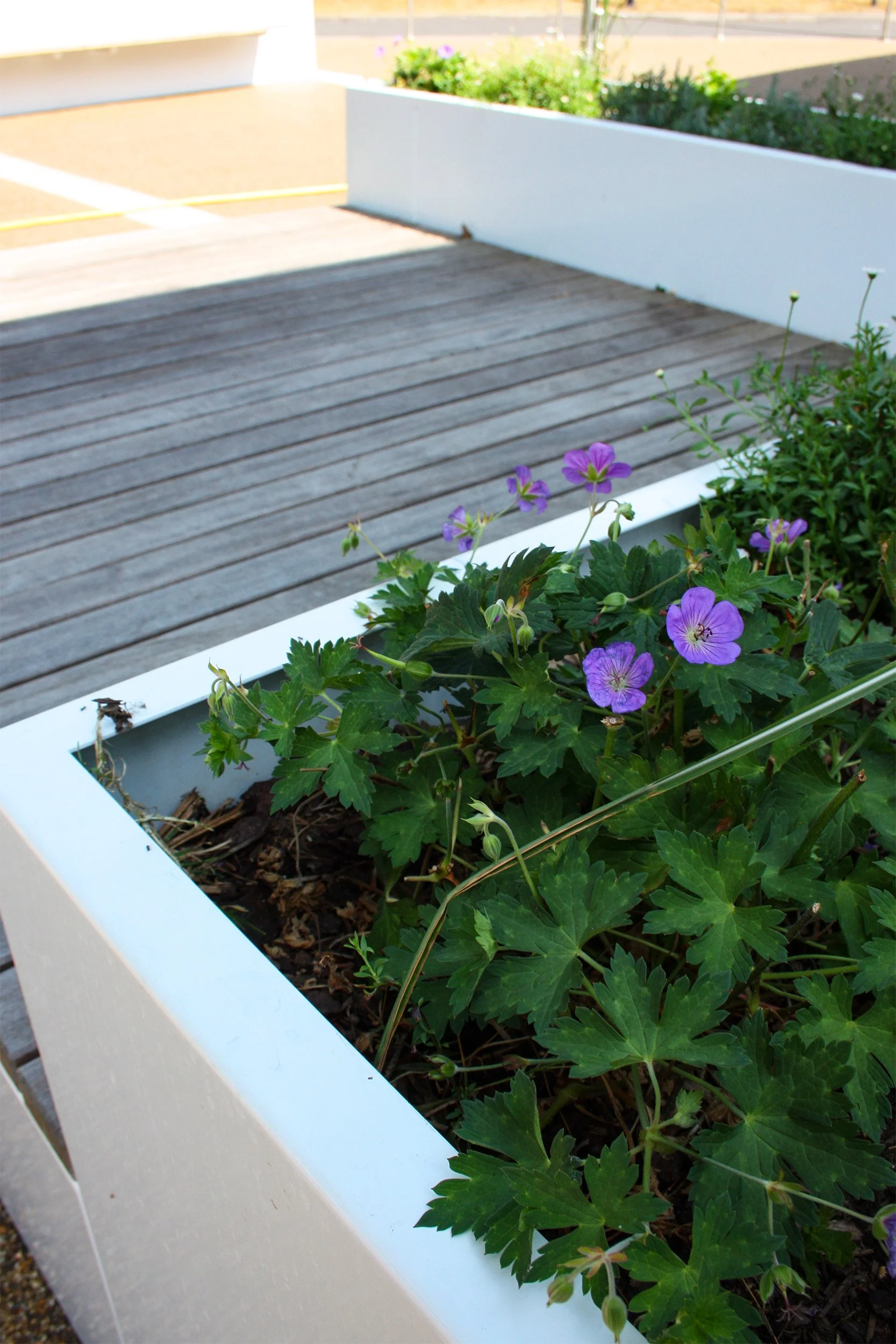 1115-SOC-REEDS SCHOOL-PLANTAPANEL-PLATFORM BENCH-A-003 EDITED.JPG.jpg