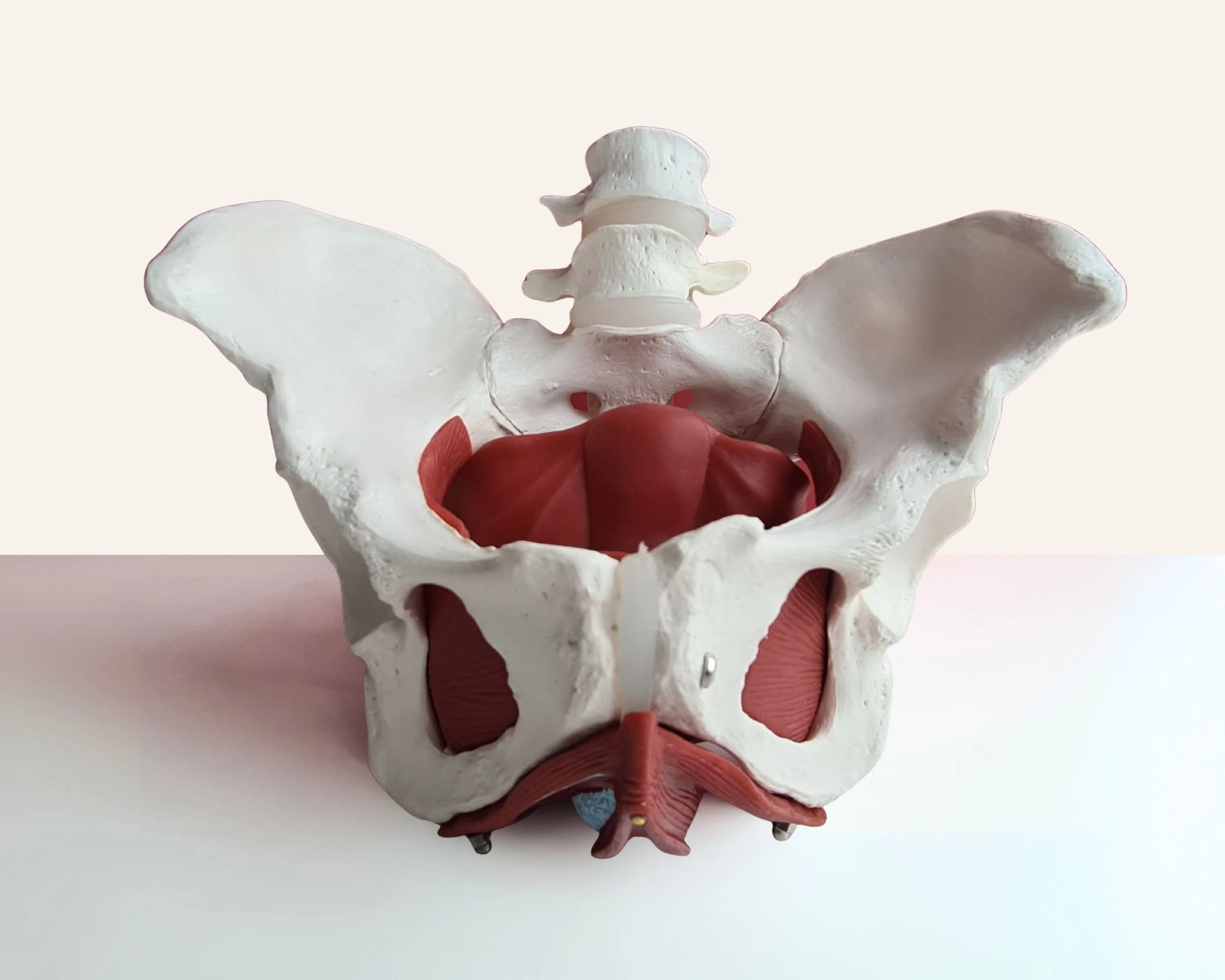 Modell des menschlichen Beckens mit sichtbaren Kreislauf- und Muskulaturteilen.