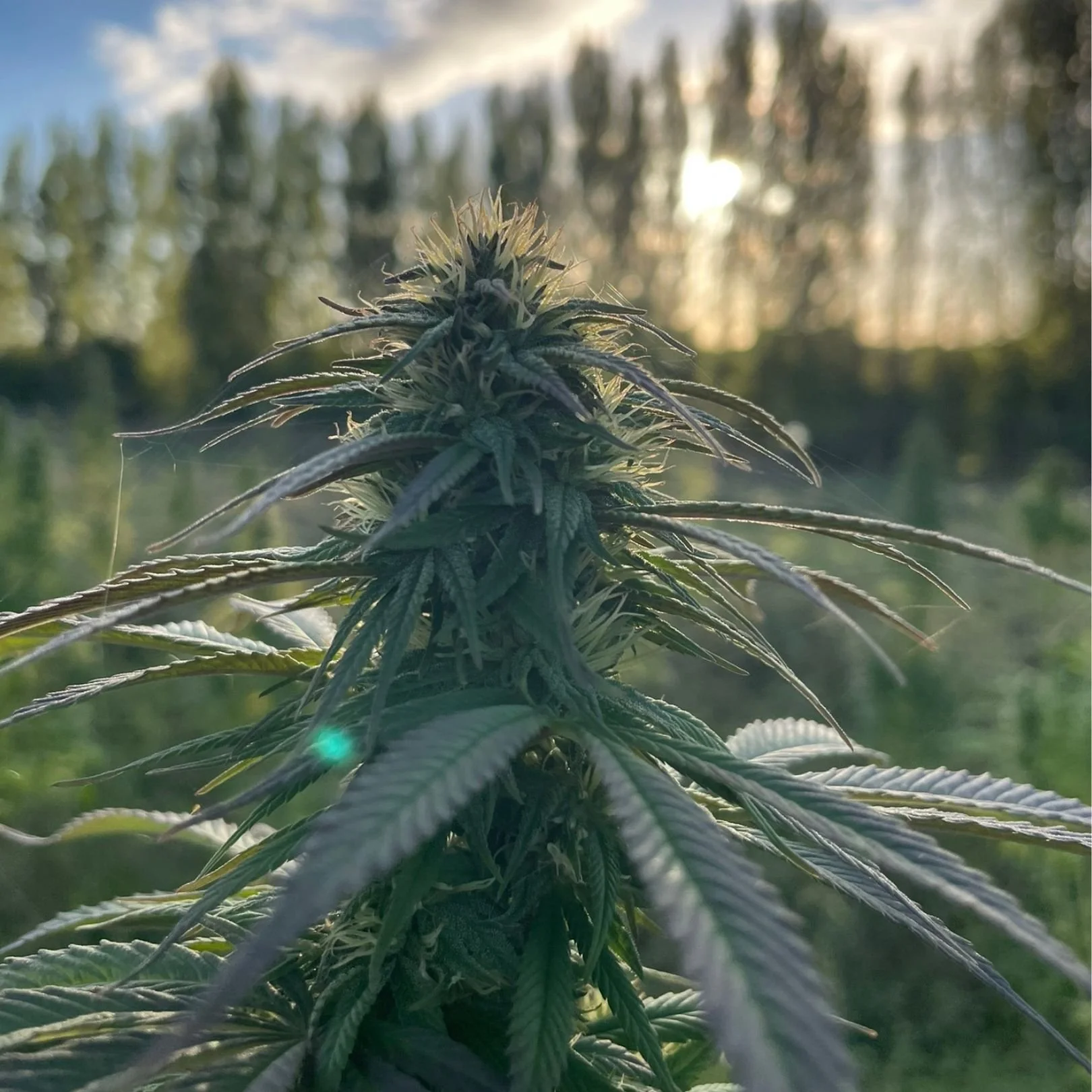 Arizona Dream blomst.jpg