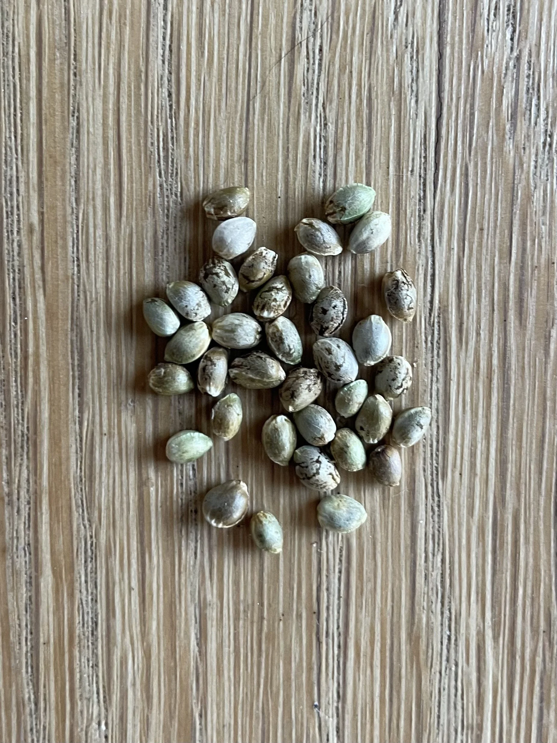 Frø - Arizona Dream