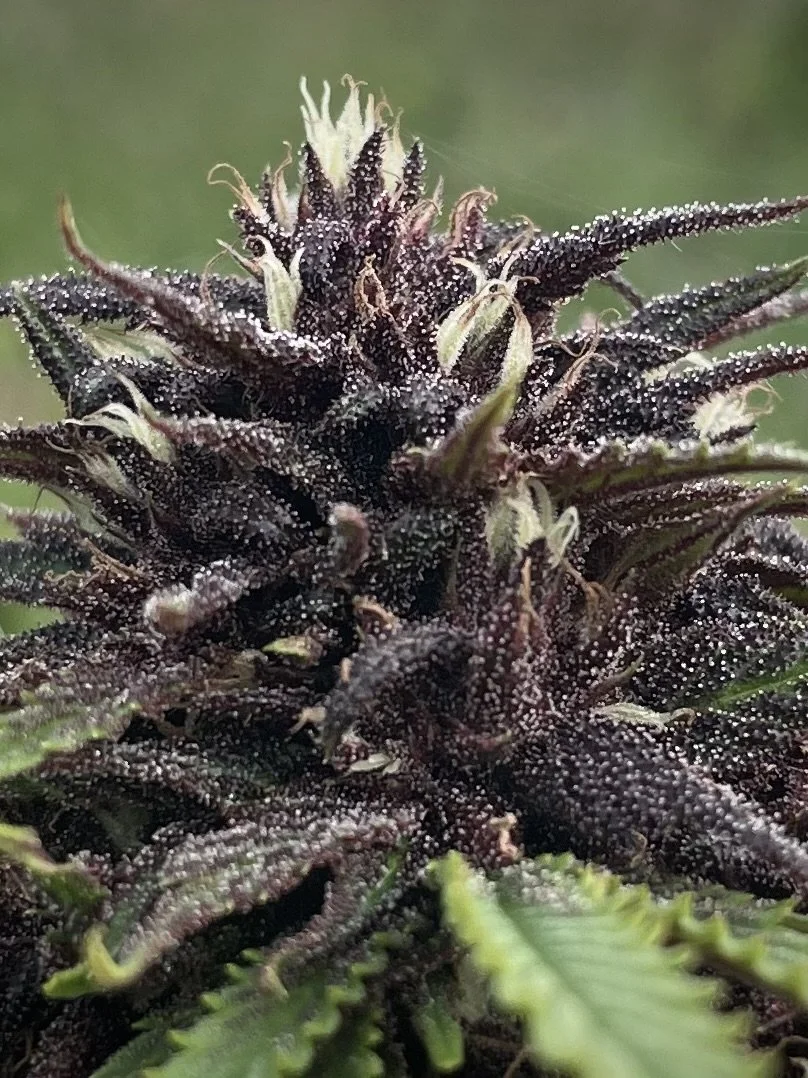 CBD Heaven blomst.jpg