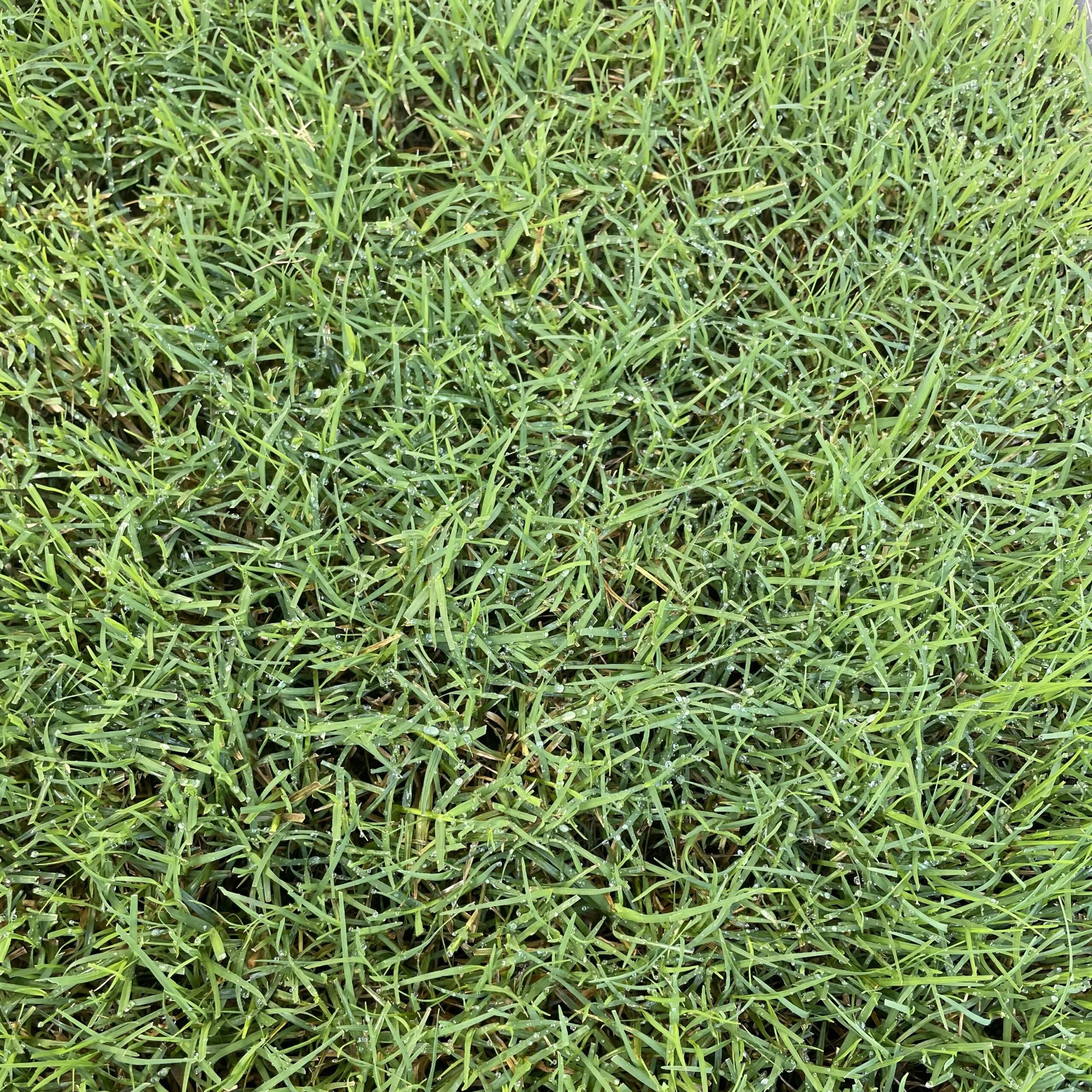 Wintergreen Couch turf – fine leaf grass with a dense, tidy appearance, drought tolerant and high wear resistance