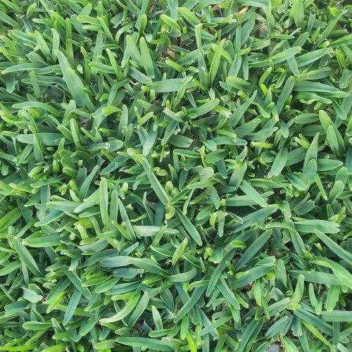 Buffalo turf – soft, durable lawn grass with broad leaves, shade tolerant and family-friendly.