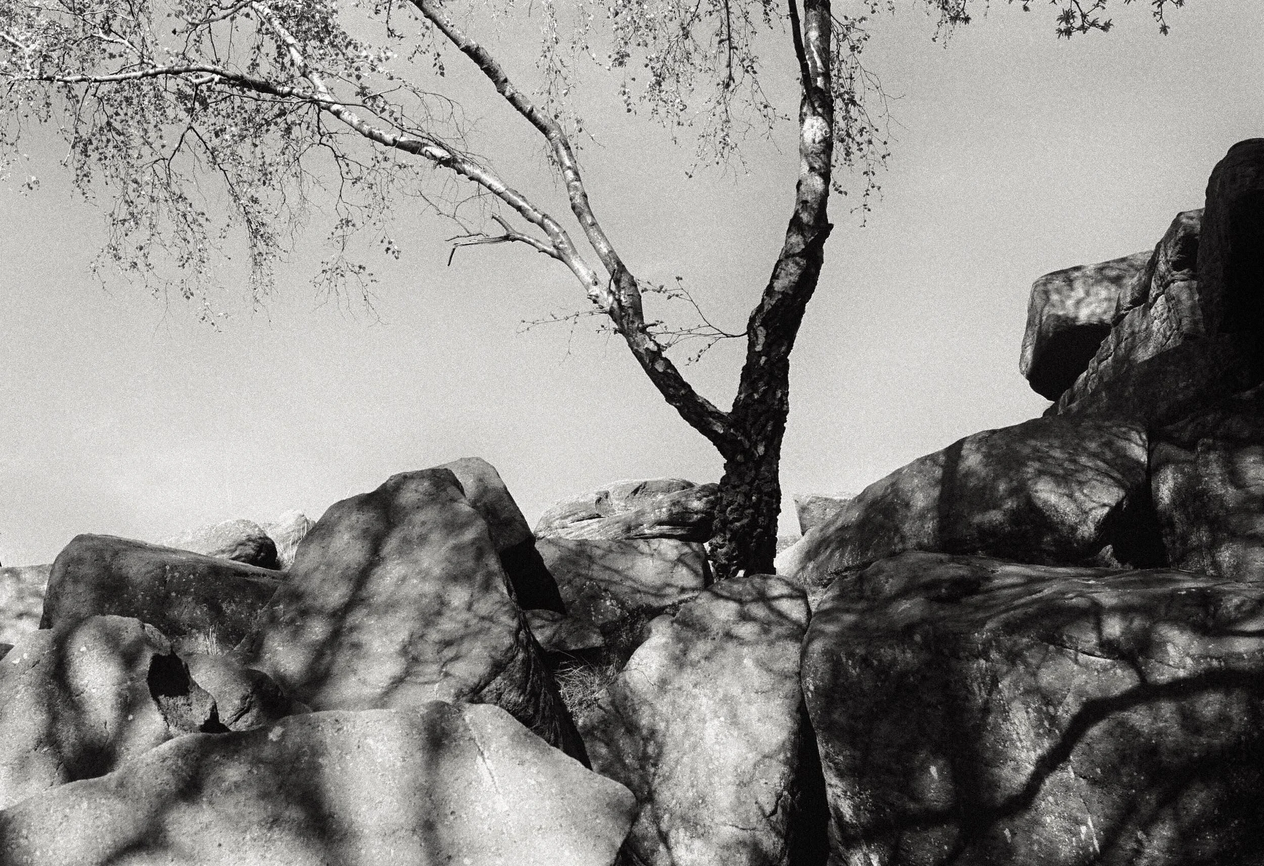 Black and white photographic image of a silver birch tree growing amidst a jagged rockscape and casting dappled shadows onto the sunny rocks