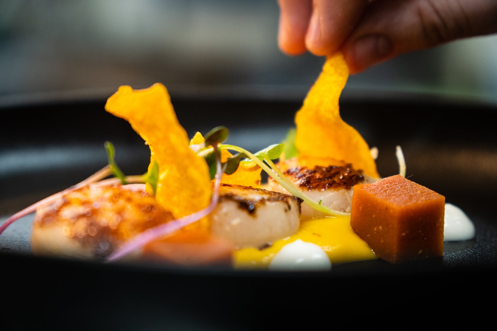 Chef plating gourmet food with seared scallops, orange garnishes, microgreens, and sauce on a black plate.