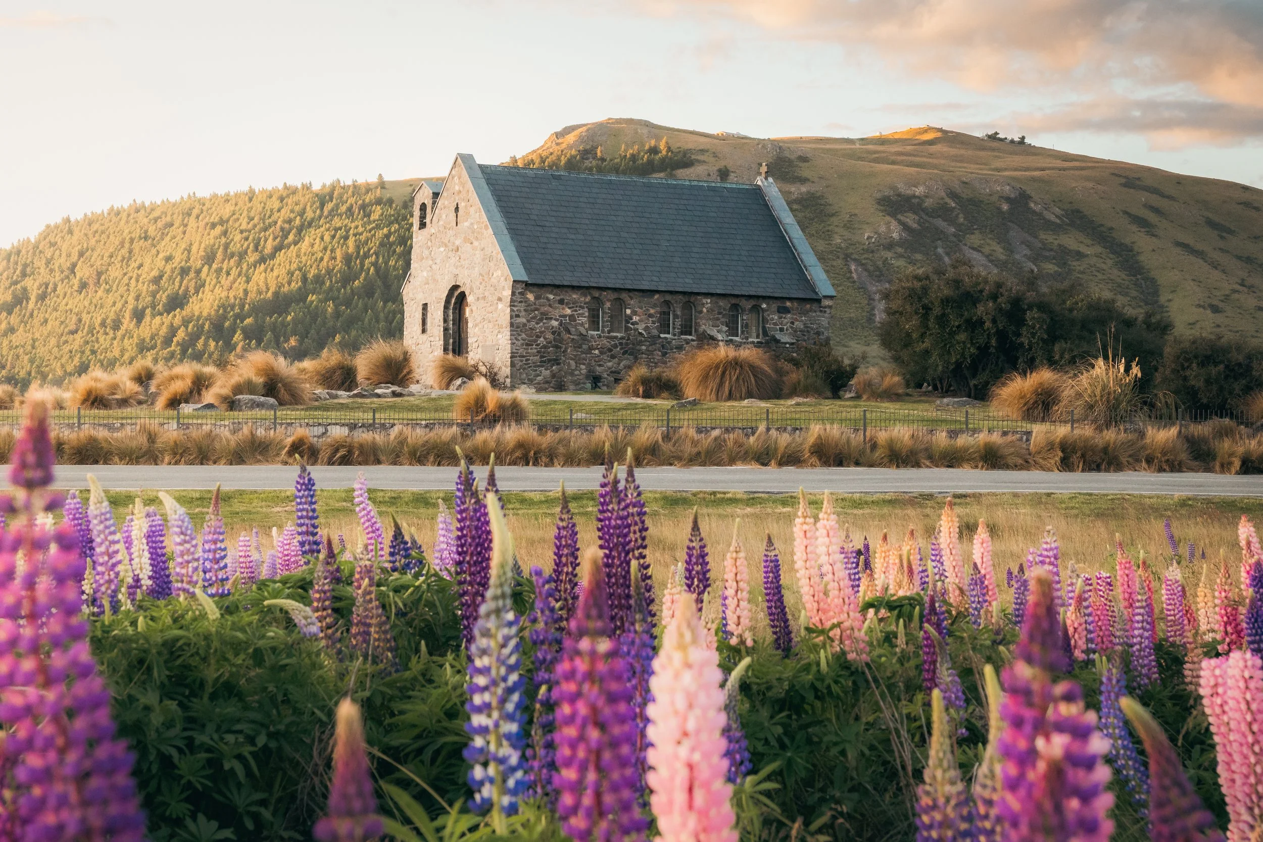 Lupin Sunset at Lake Tekapo
