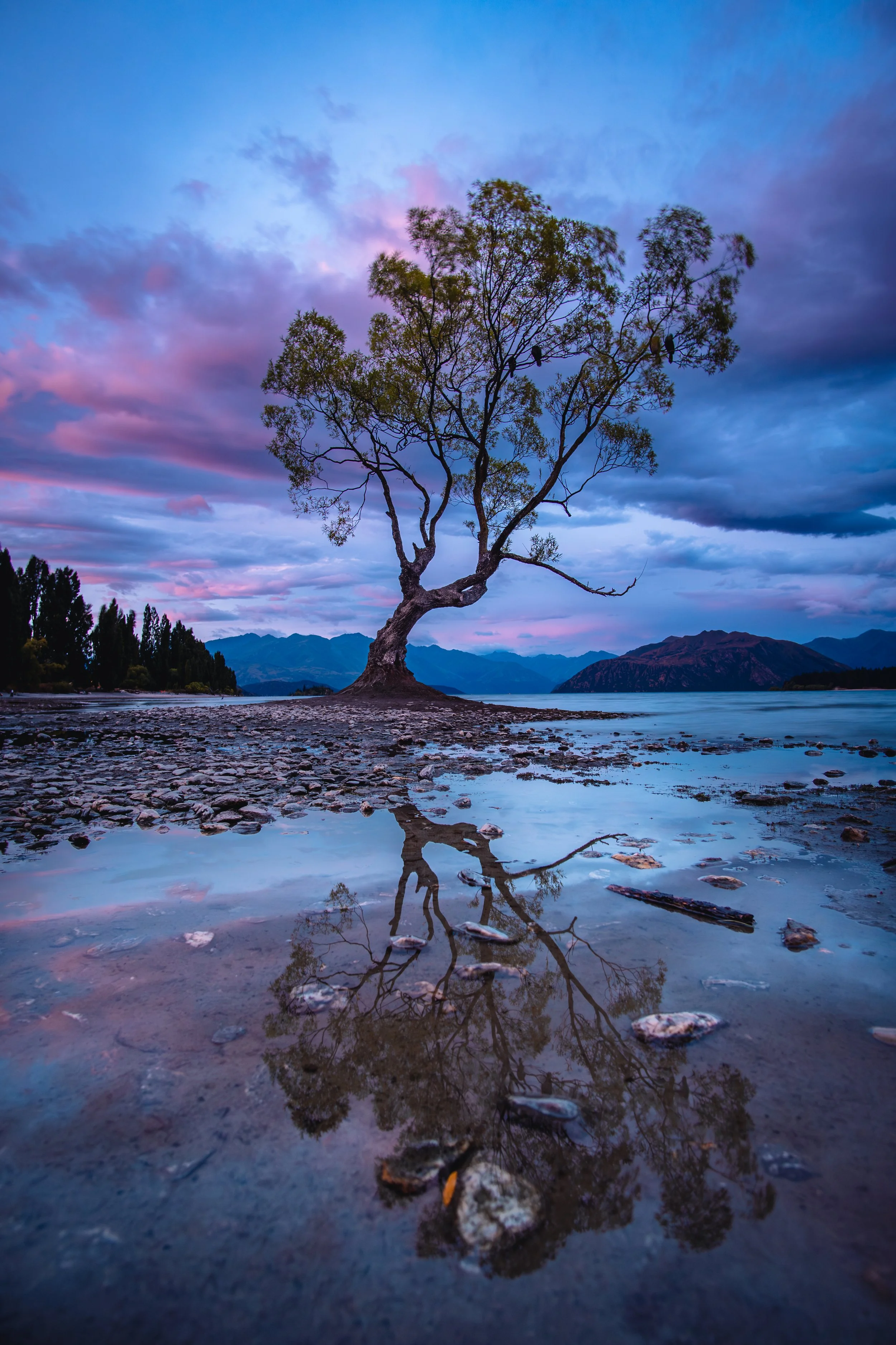 Wanaka Tree (1 von 1).jpg