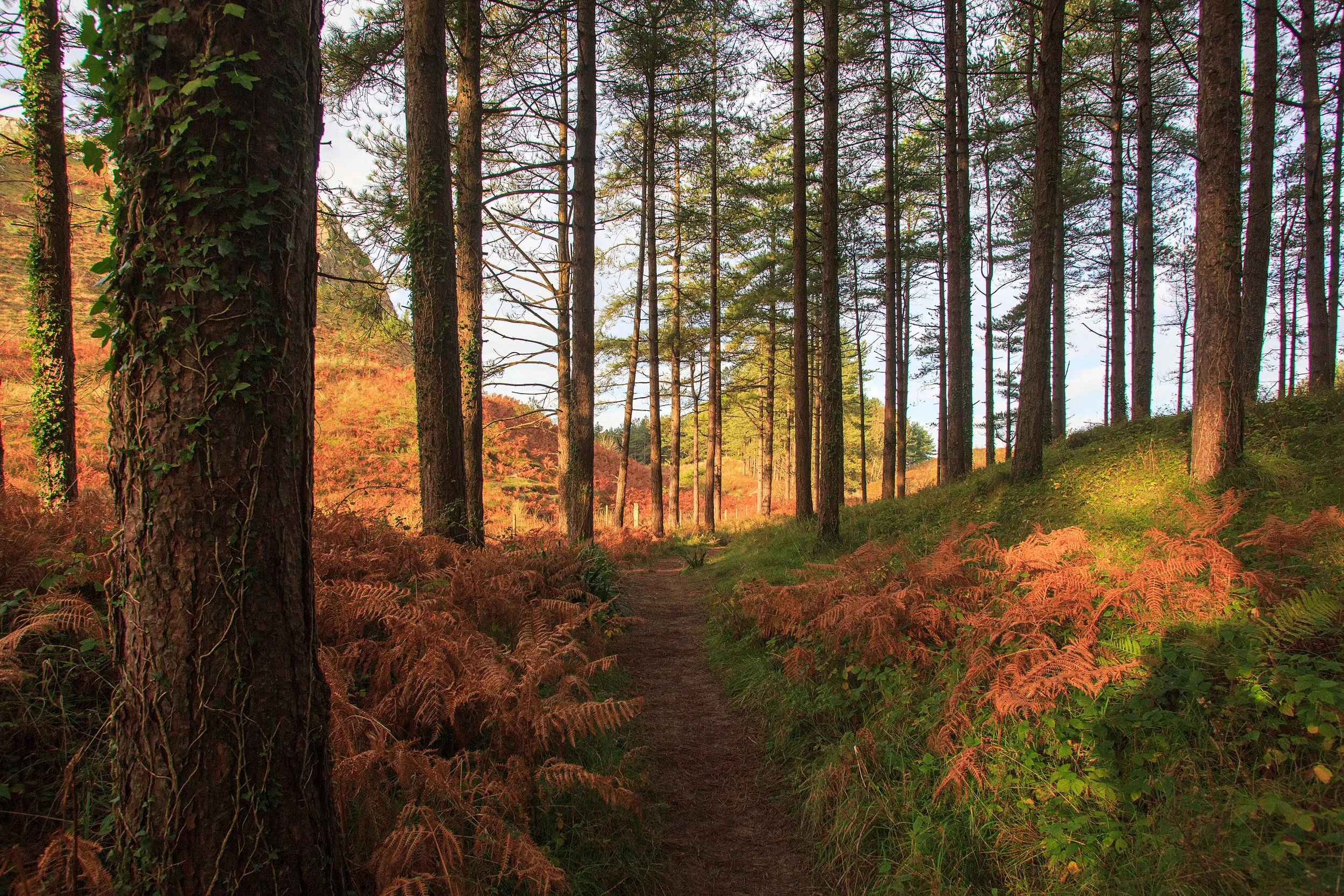 Forest path with tall trees and ferns, illuminated by warm sunlight.