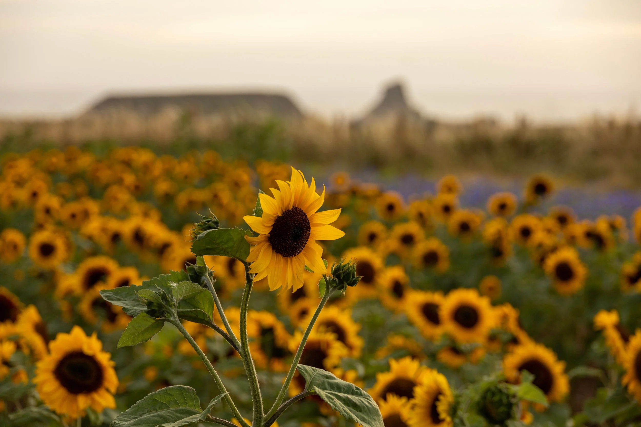 Field of blooming sunflowers with mountains in the background at sunset.