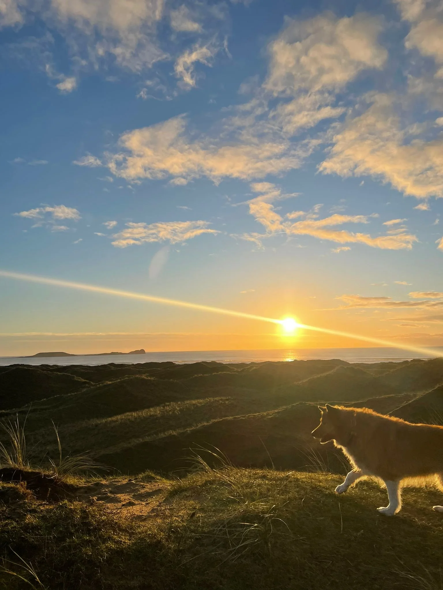 Dog walking on grass at sunset with a scenic view of hills and ocean.