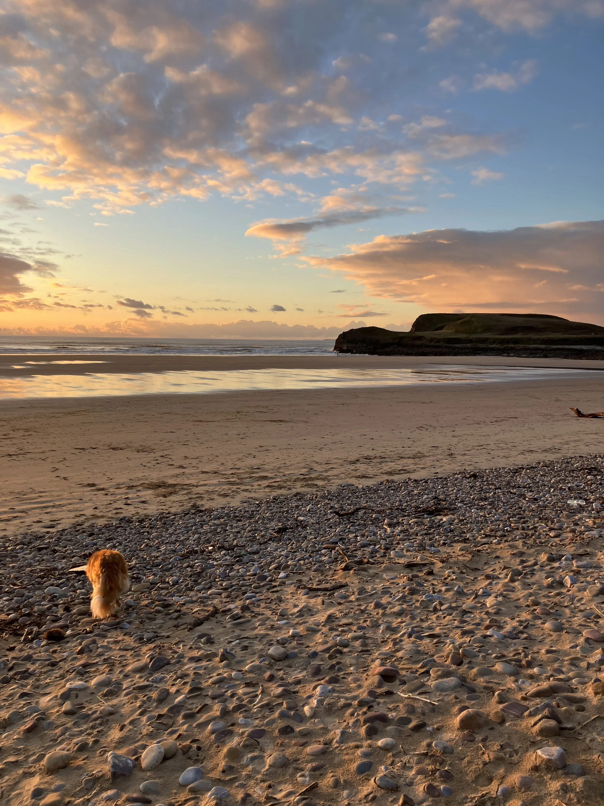 Beach landscape at sunset with a dog sitting on pebble-covered sand, overlooking the ocean and a grassy hill.