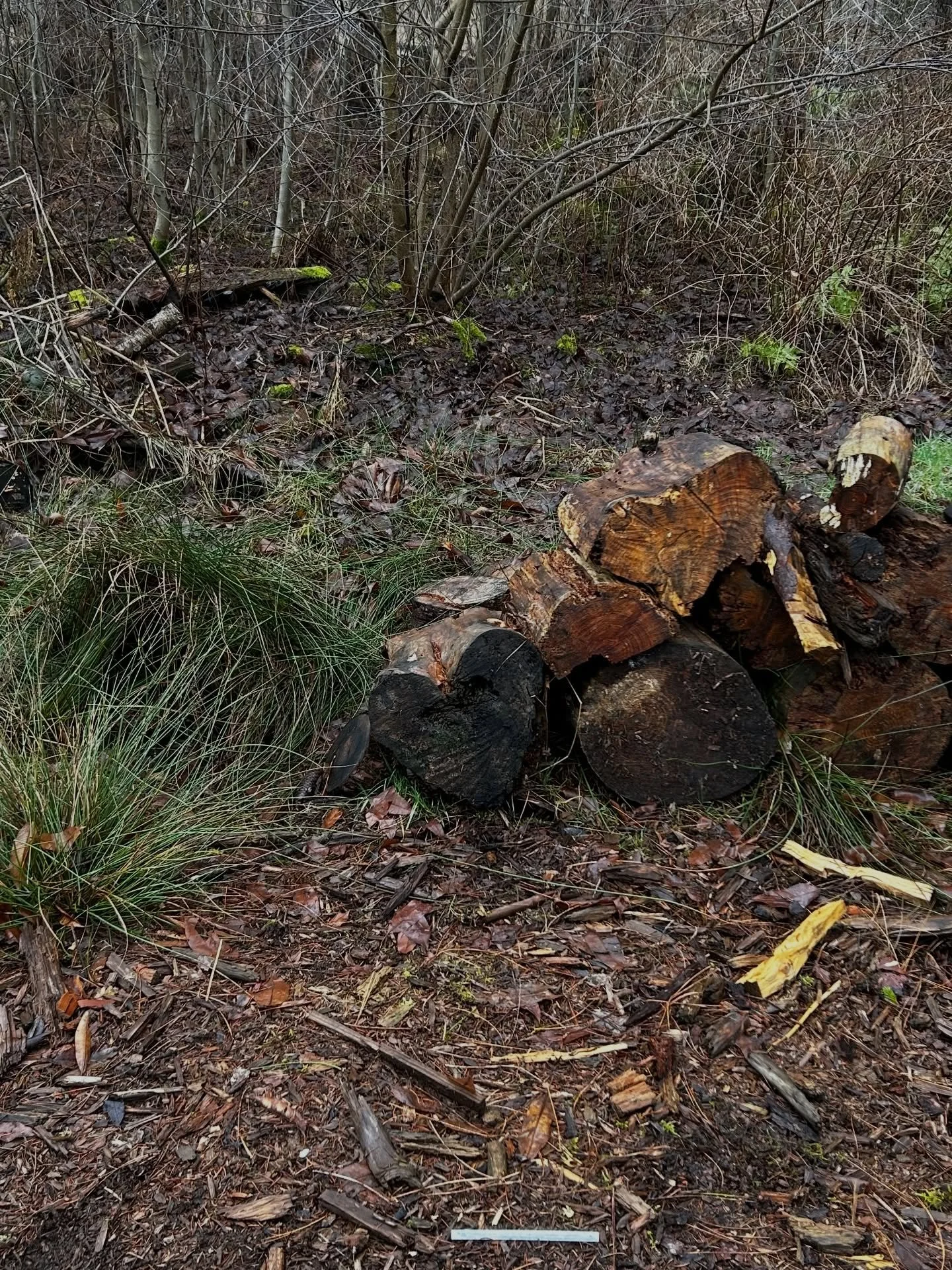 31 jaar geworden in het bos gisteren ❤️ dankuuuuu @outdoorschool.be 🔥