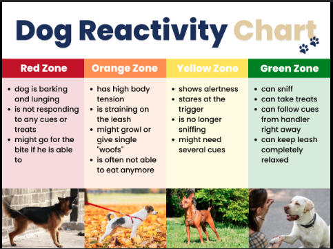 Why is my dog reactive?