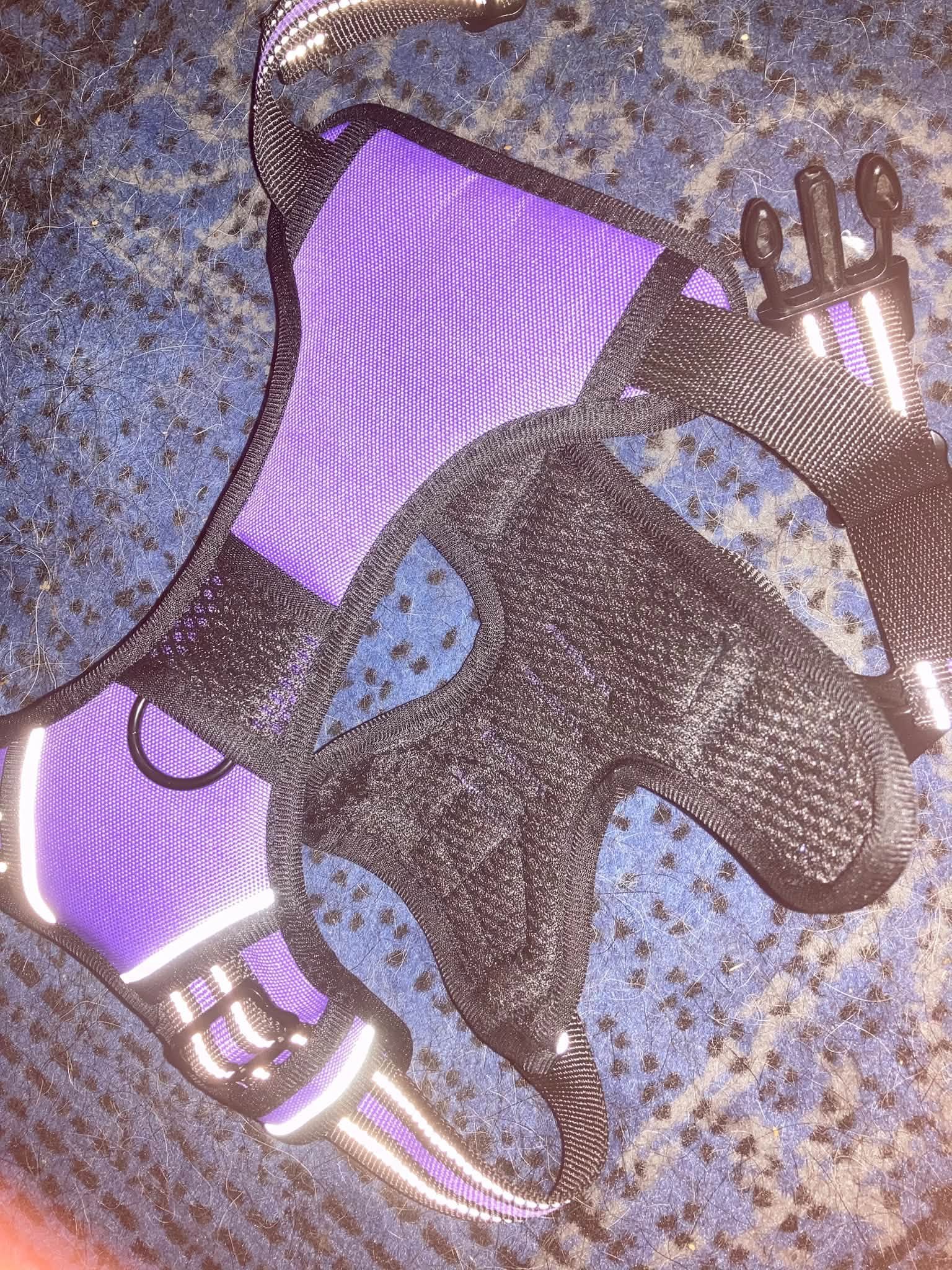 Medium purple harness.jpg