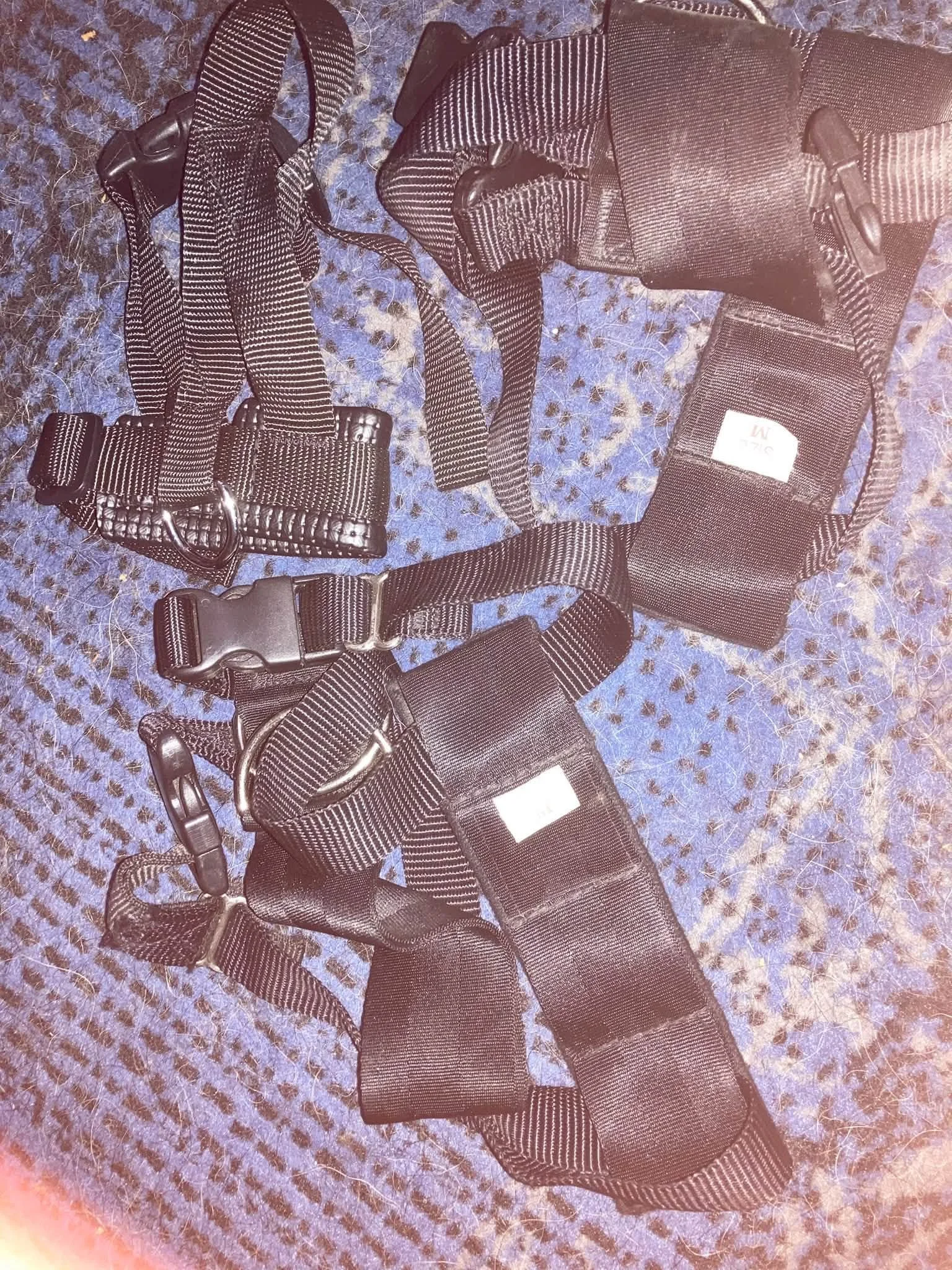 Car harnesses 2 medium, one small.jpg