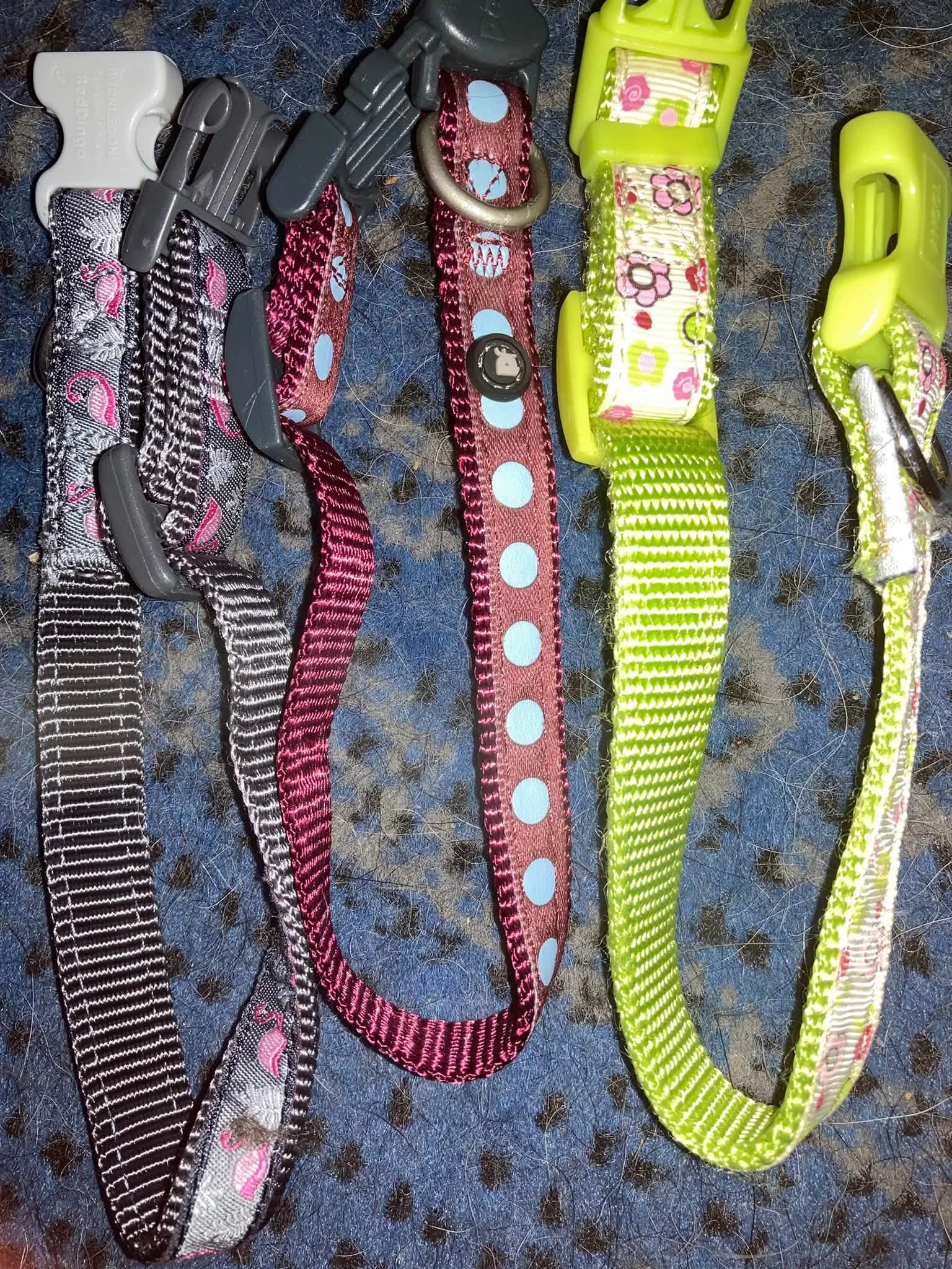 One red dingo, grey collar with flamingos, one burgundy collar with dots, one yellow collar, all small.jpg