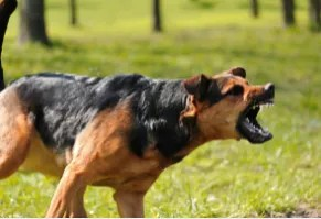 What are hackles and why are we scared of them? — Lora's Luck