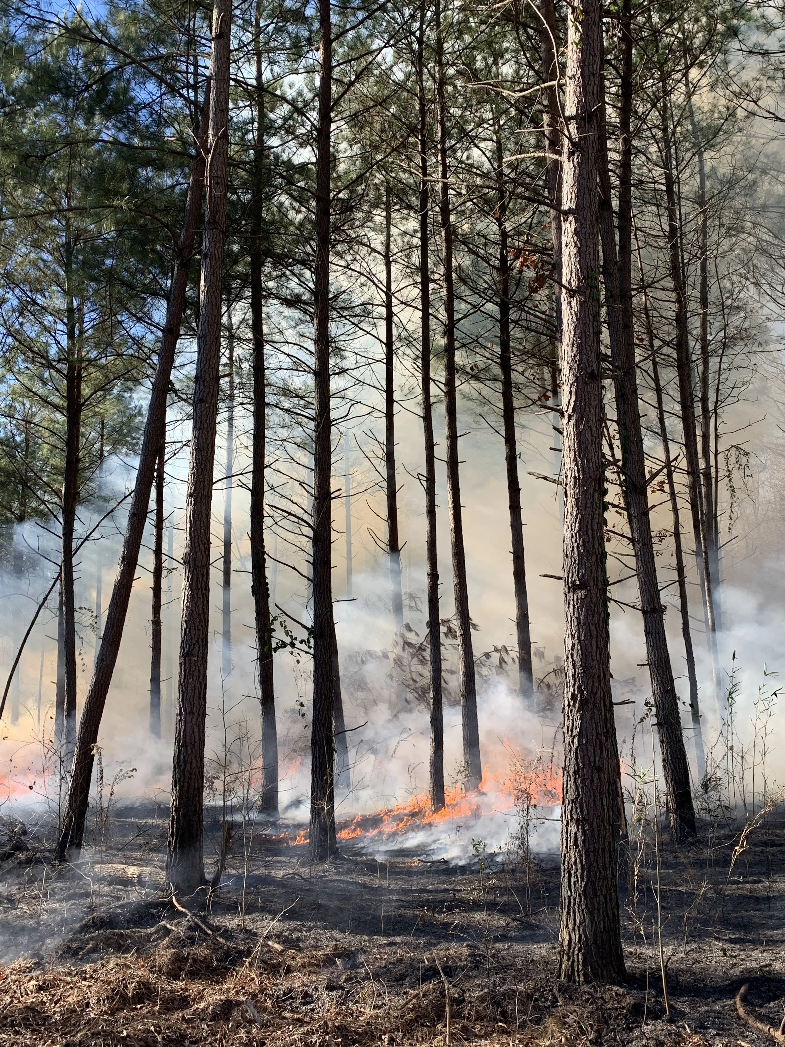 A prescribed burn in a pine forest with smoke rising from the blacked soil