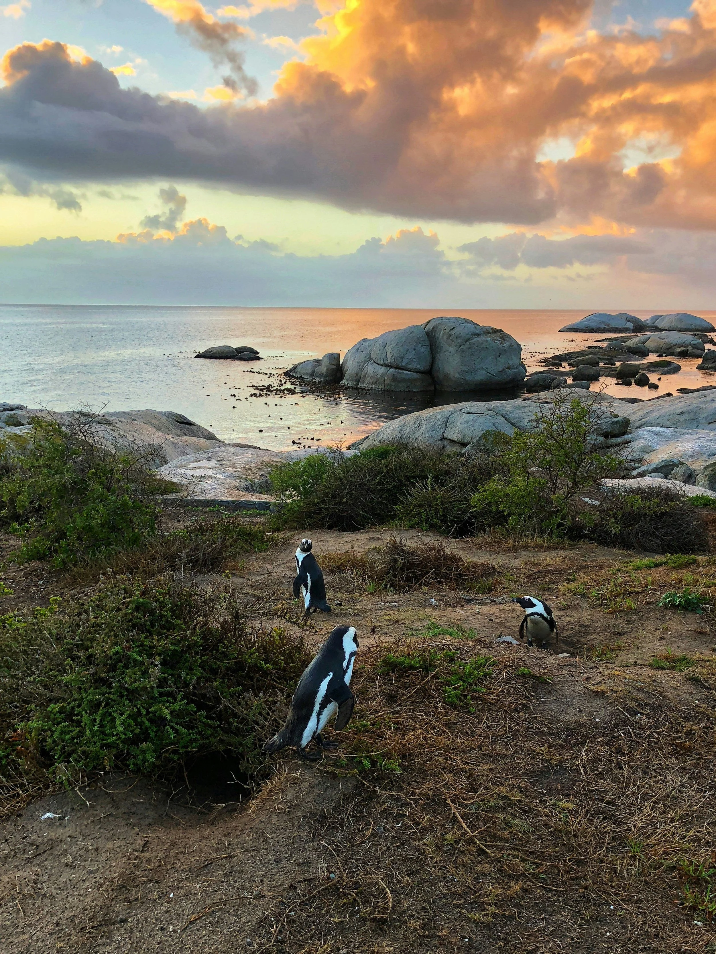 Penguin waddling along Cape Town's Boulders Beach, symbolizing serene, exclusive experiences with Serena, luxury escort companion in Cape Town