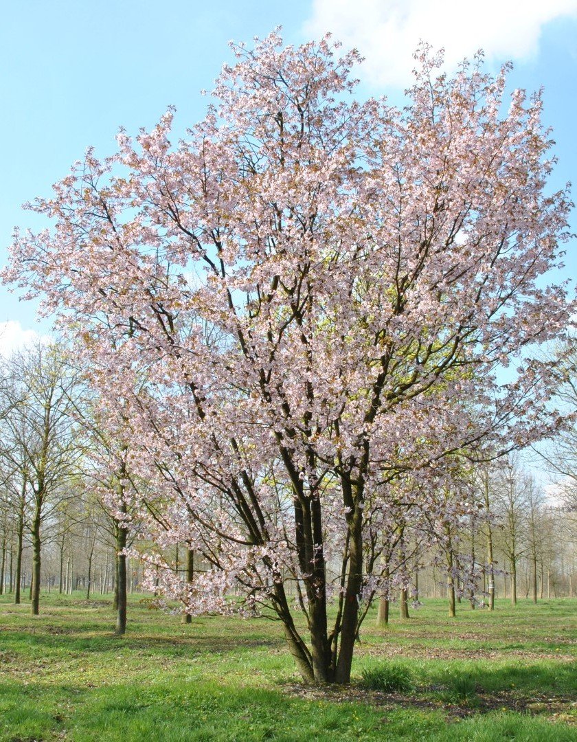 Sargent Cherry