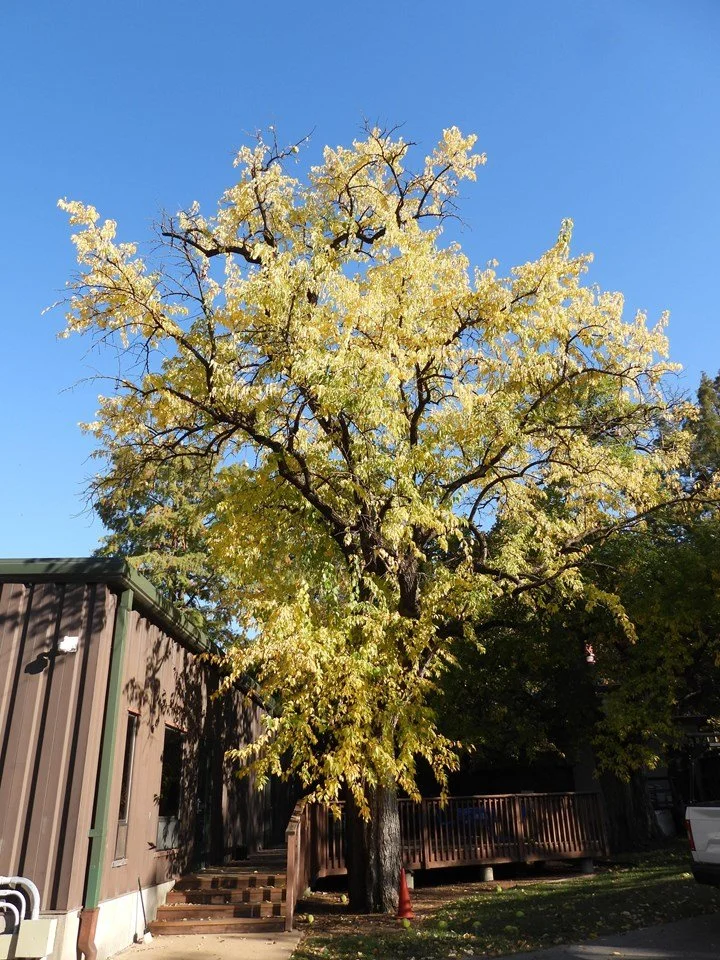 Osage Orange