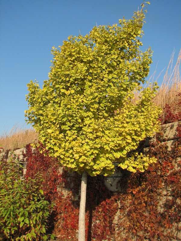 Ginko (Autumn Gold)