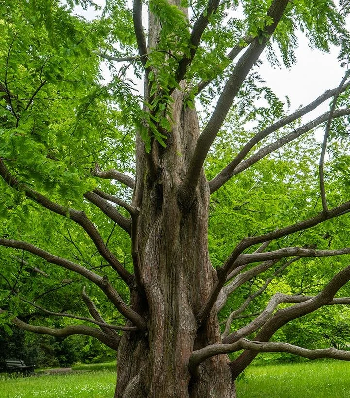 Dawn Redwood
