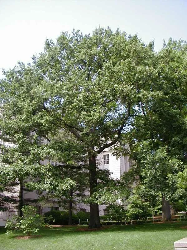 Shingle Oak