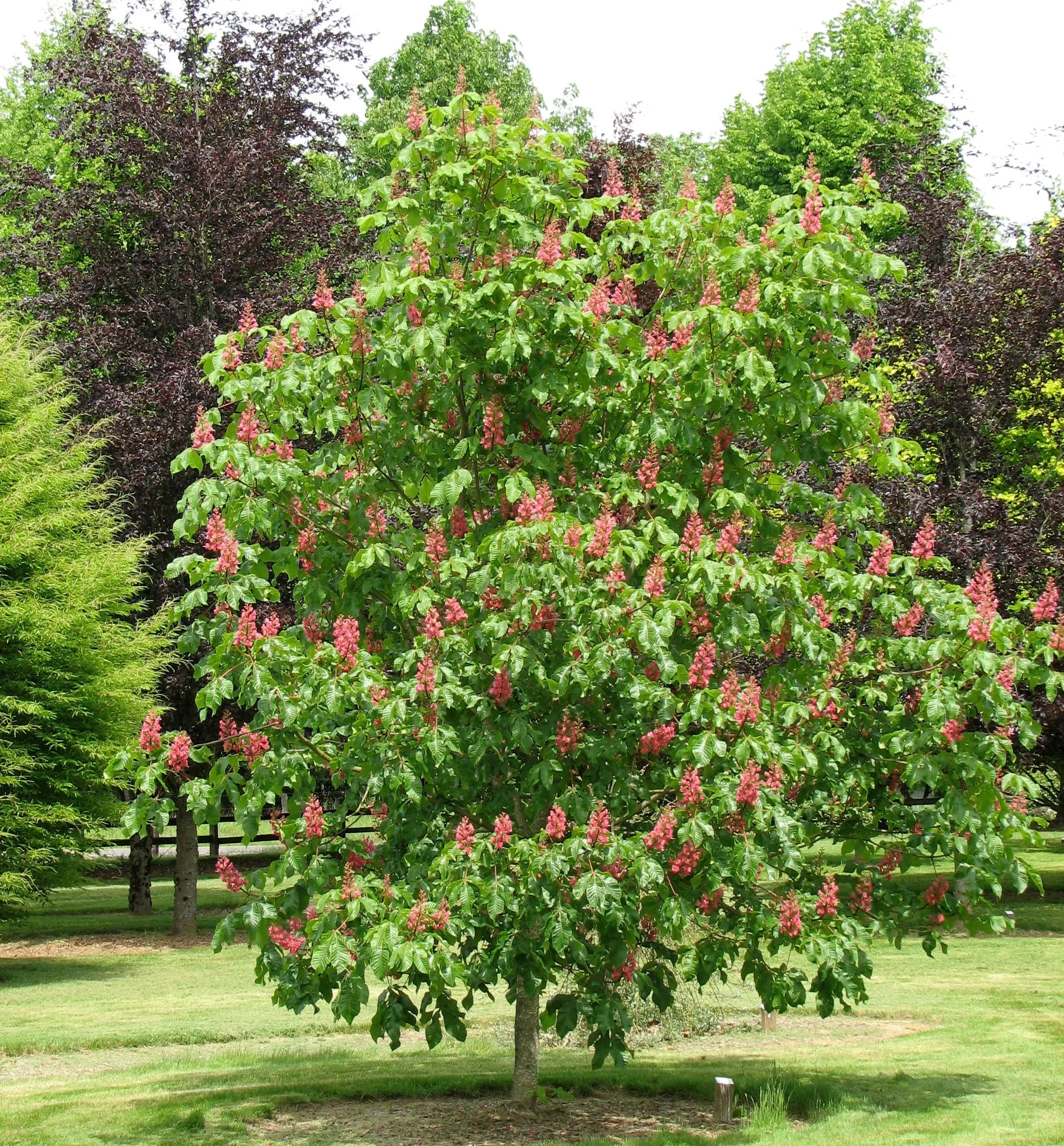 Ruby Red Horsechestnut