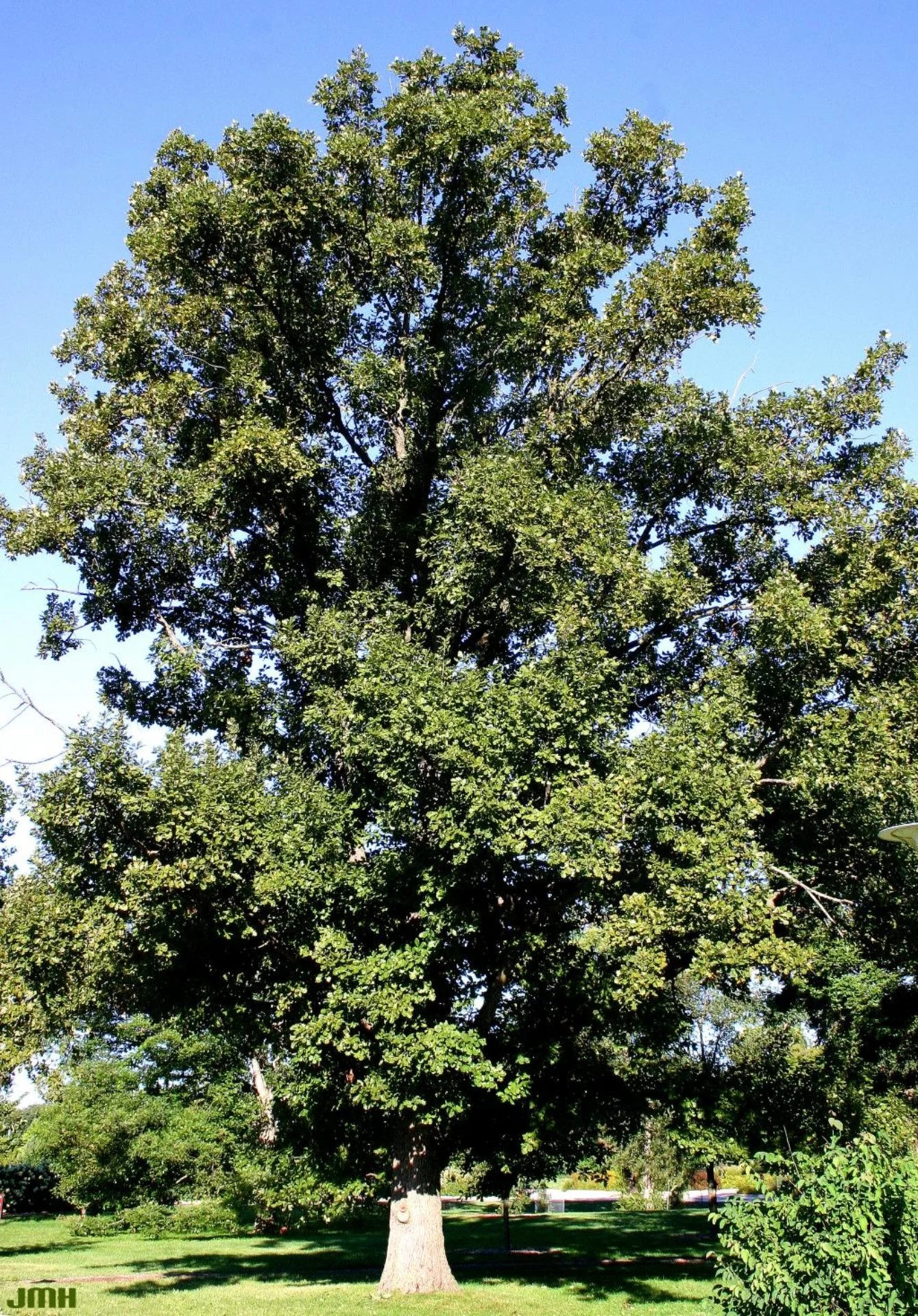 English Oak