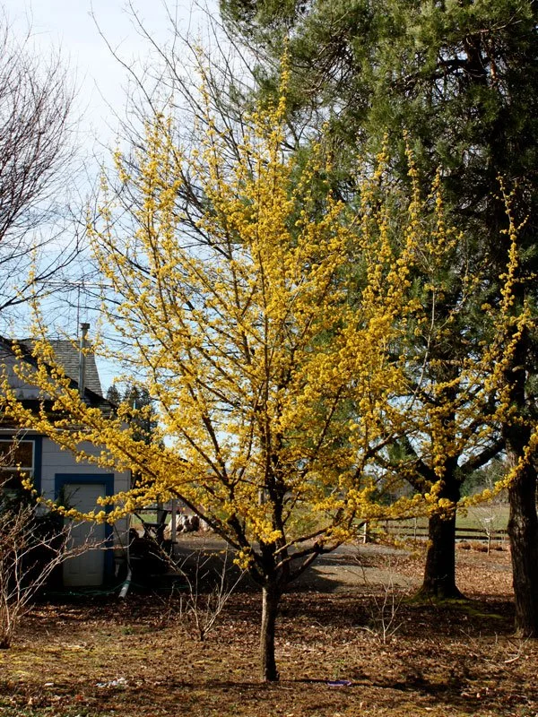 Cornelian Cherry