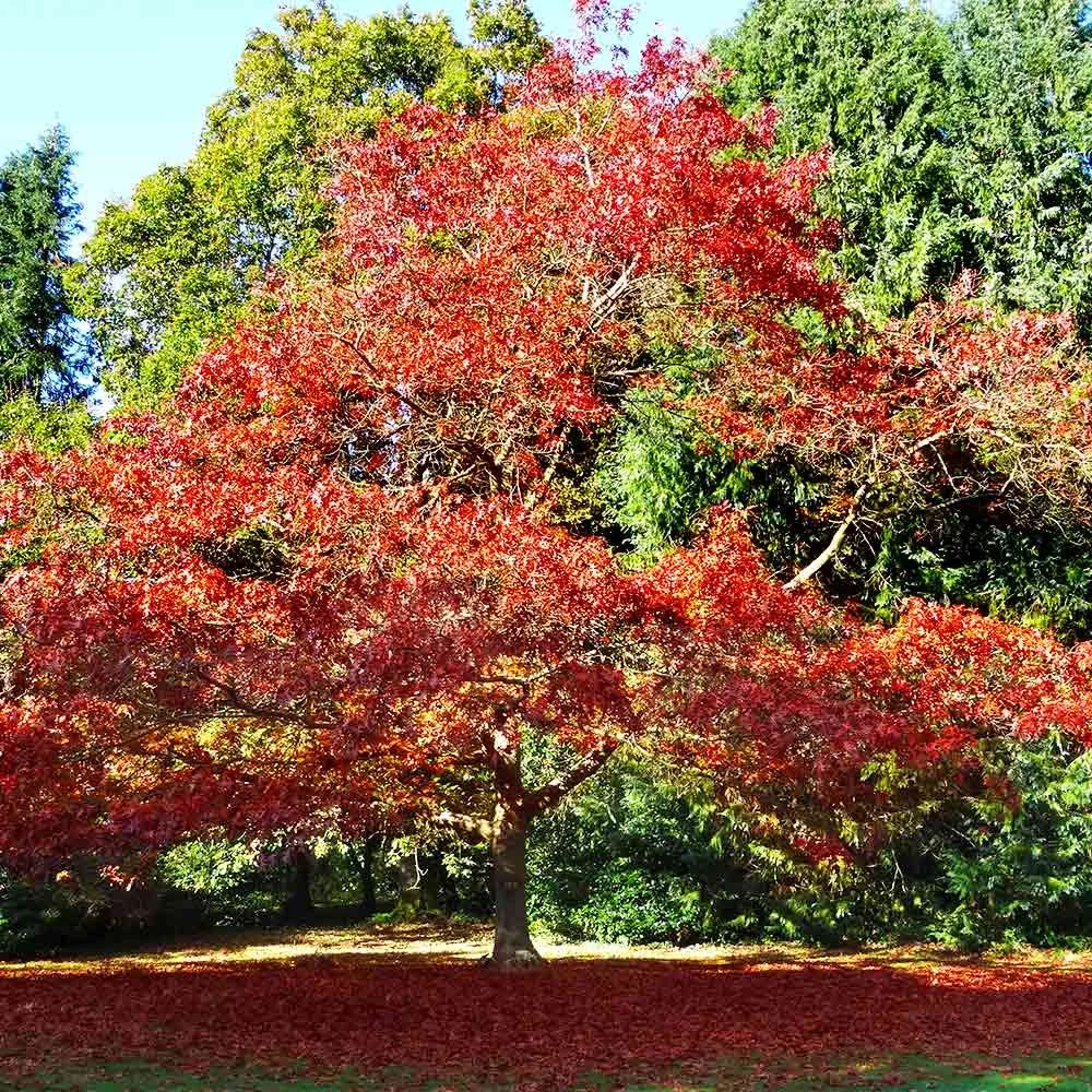 Northern Red Oak