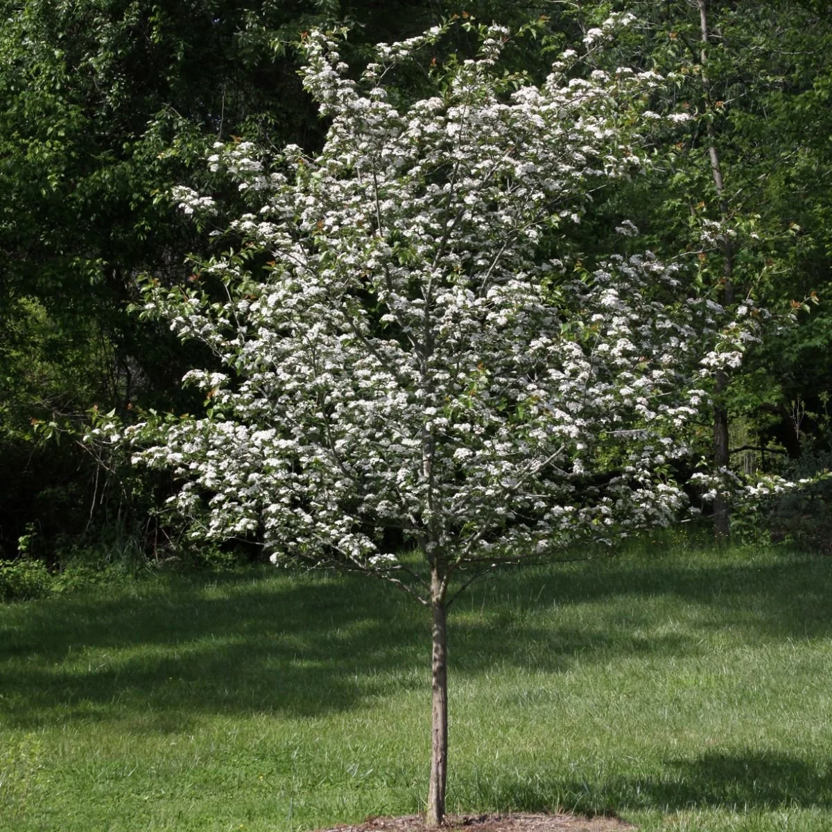 Hawthorn