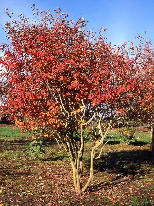 Serviceberry