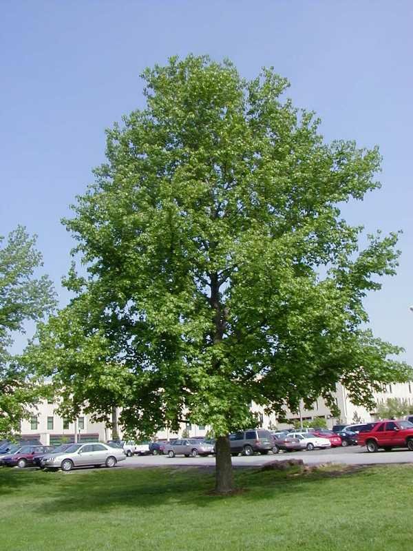 Sweetgum