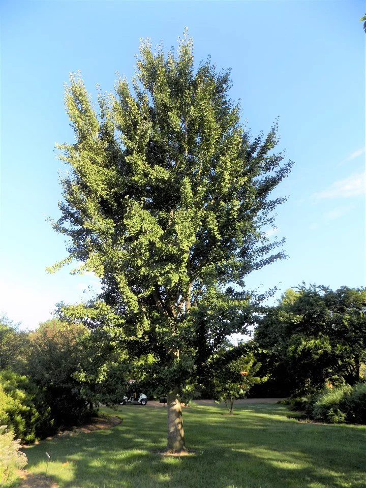 Ginko (Princeton Sentry)