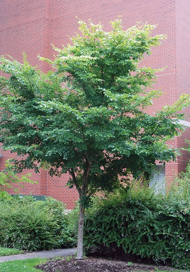 Hybrid Elm