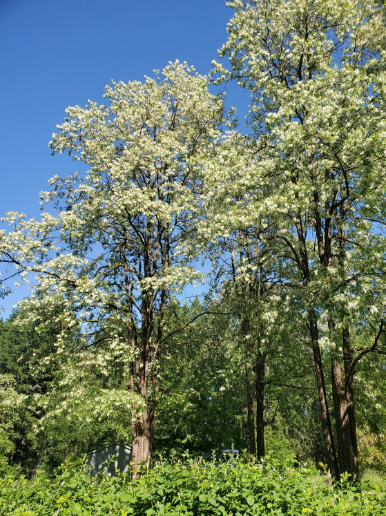 Black Locust