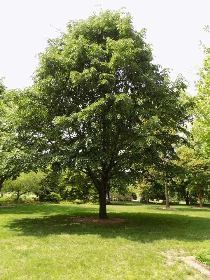Sterling Silver linden