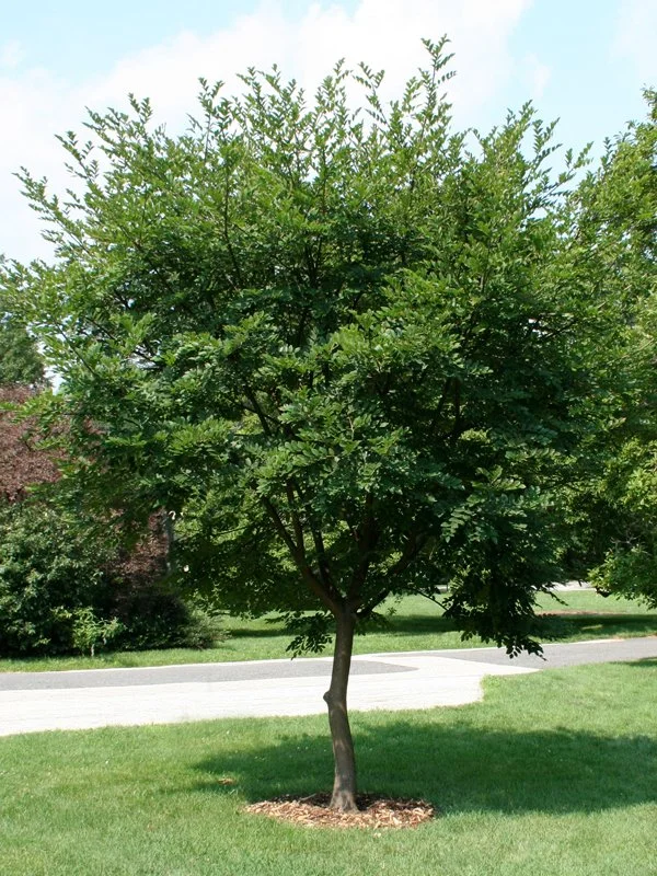 Maakia