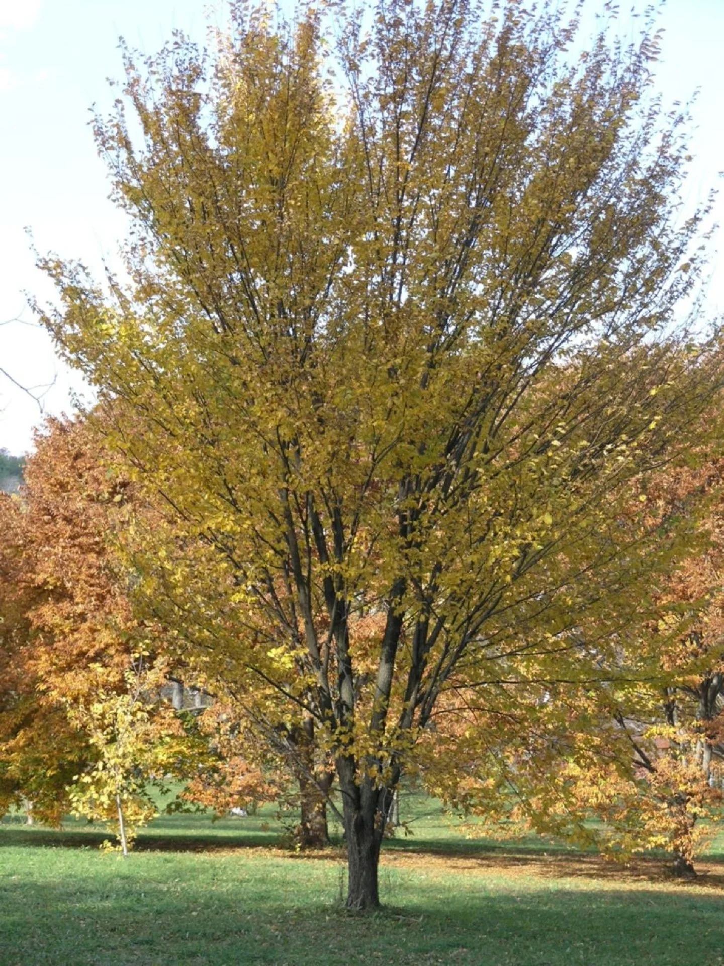 Princeton Elm