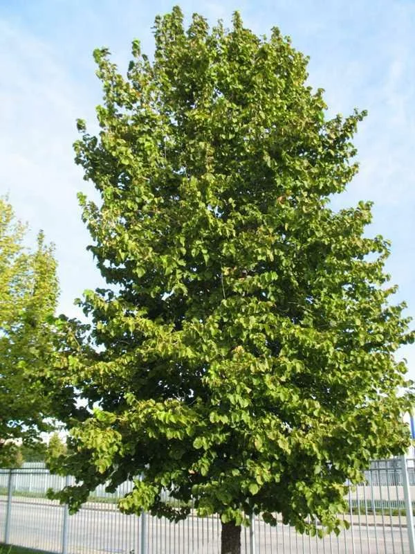 Turkish Filbert