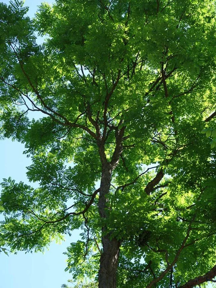 Kentucky Coffeetree