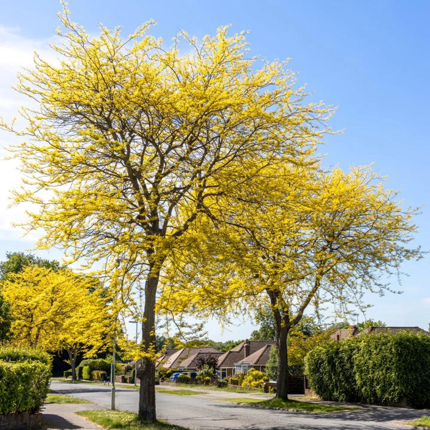 Thornless Honeylocust