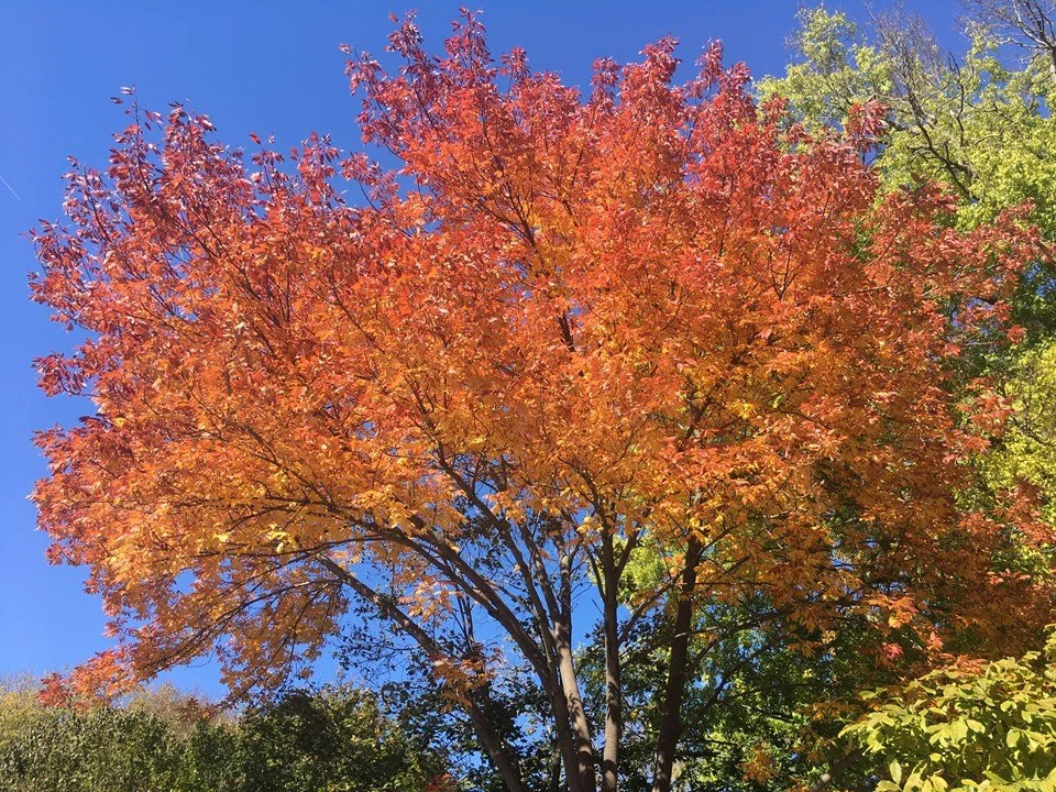Red Maple